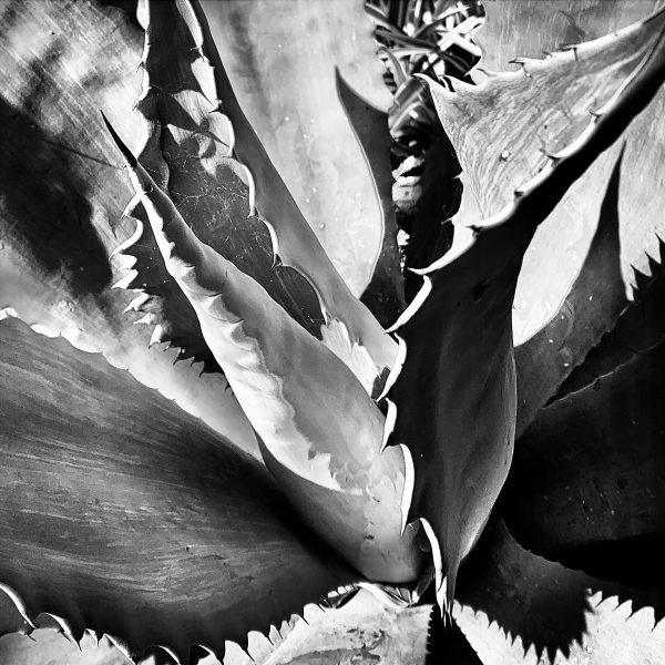 Century Plant