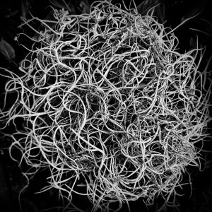 B&W image of moss