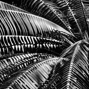 B&W palm tree