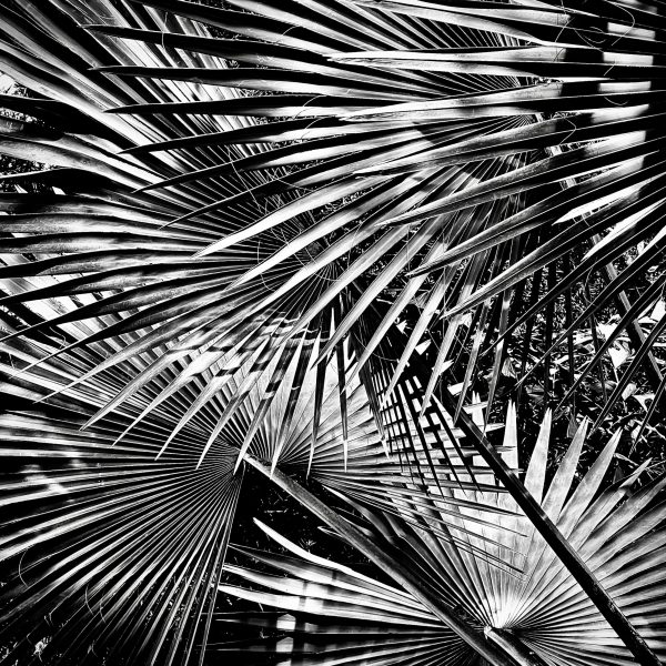 B&W image of a fan palms
