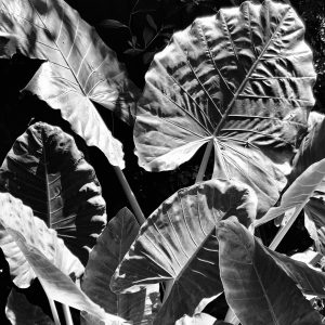 Taro leaves
