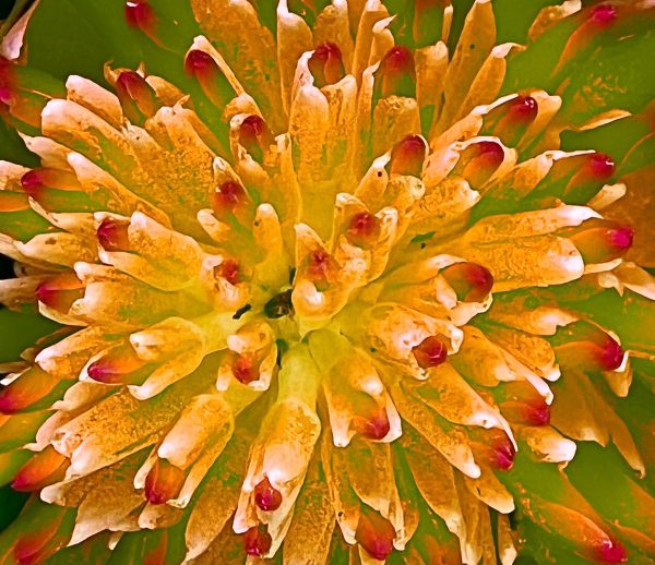 Tropical images of foliage digitally blended together creating a world of abstract nature