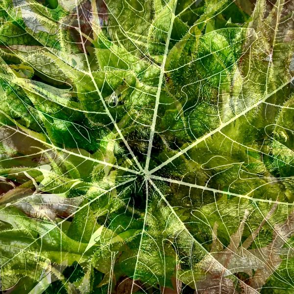 Tropical images of foliage digitally blended together creating a world of abstract nature