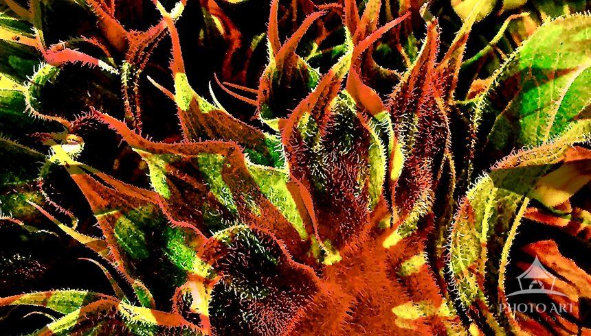 Tropical images of foliage digitally blended together creating a world of abstract nature