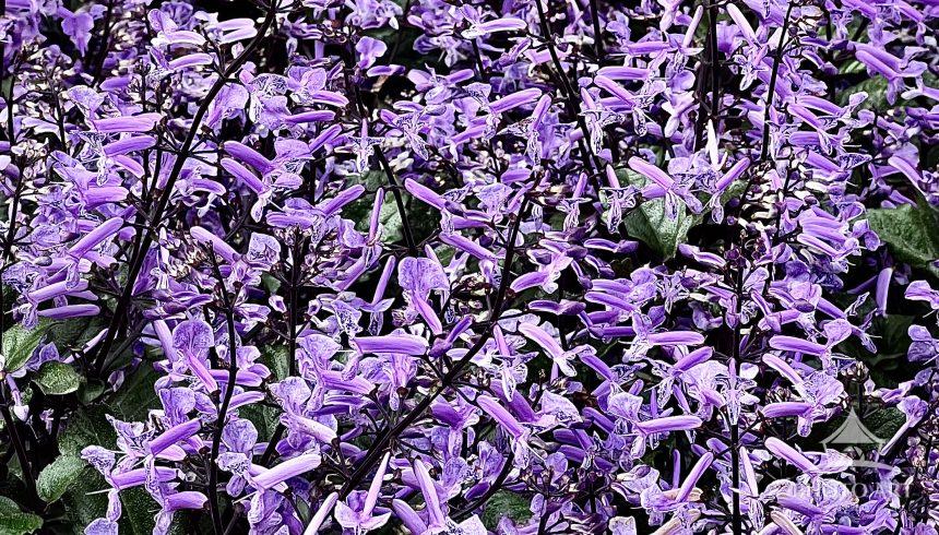 Spur Flowers