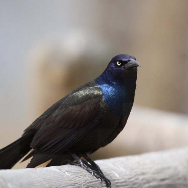 Common Grackle can be found widely across North America east of the Rocky Mountains.