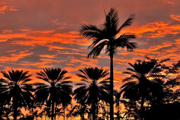 Miami Sunset
