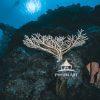 "Exploring the Deep" is a captivating photograph that transports the viewer to a tranquil
