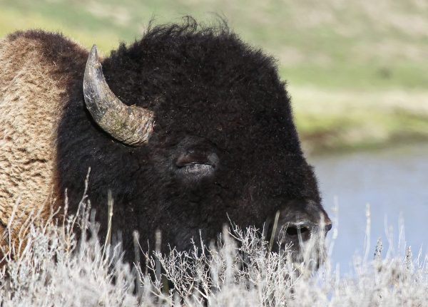 The American Bison just wanted a nap.