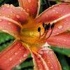 This is a close-up stylized photograph of a daylily. It has a vibrant reddish-orange hue and spots