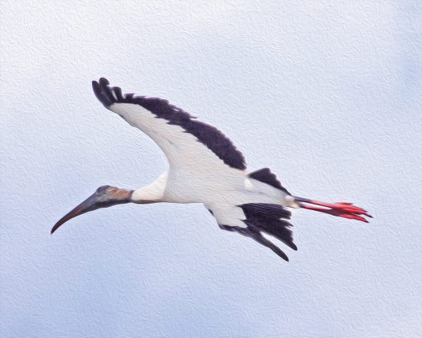 Florida wetland bird named Wood Stork.
