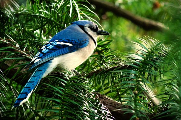 A blue jay resting on a pine tree branch in the arboretum in Holmdel Park, Holmdel, NJ