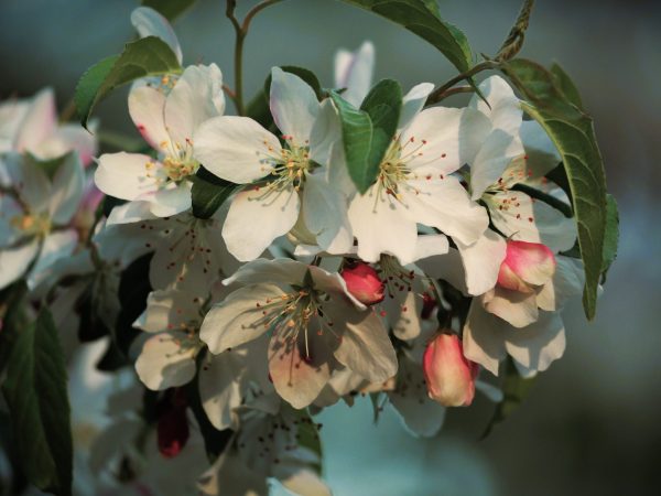 The vibrant details of the inside of a cherry blossom branch in bloom in Spring 2024.
