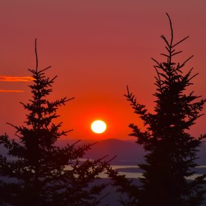 Vibrant and colorful Cadillac mountain sunset with two beautiful pines surrounding it