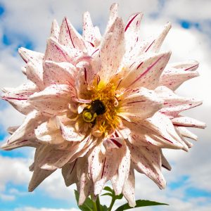 Dahlia season at the Bayard cutting Arboretum. Bumblebee is feeding in center of this beautiful