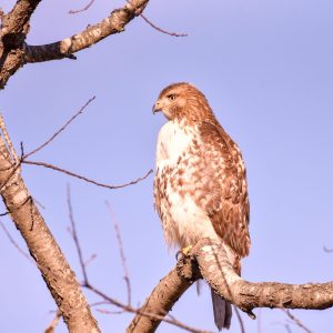 Gazing hawk spotted at Elizabeth A. Morton preserve in Noyac NY