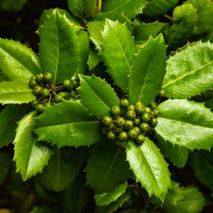 Holly Berry Bush