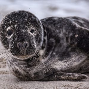 My Birthday beach surprise!  Named her Precious and she allowed me to do a photo shoot of her!