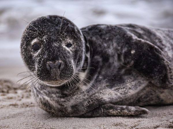 My Birthday beach surprise!  Named her Precious and she allowed me to do a photo shoot of her!