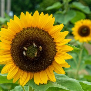 Sunflower field bees having feeding frenzy