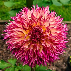 Dahlia season at Bayard Cutting Arboretum