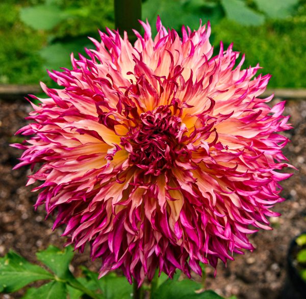 Dahlia season at Bayard Cutting Arboretum