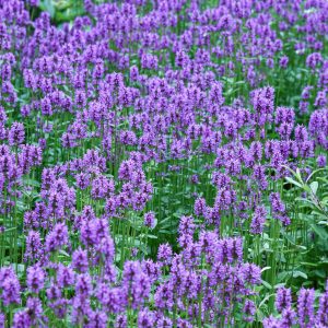Field of purple flowers so vibrant