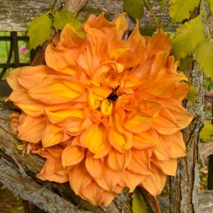 Dahlia Season at the Bayard Cutting Arboretum. Bee snug in the center.