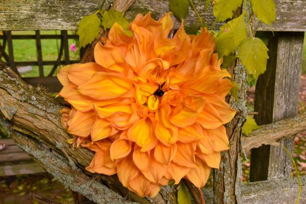 Dahlia Season at the Bayard Cutting Arboretum. Bee snug in the center.