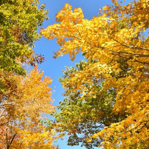 Looking up at the sky between all the colorful trees