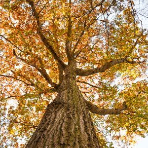Looking up viewing all the sounds and colors of Fall at the Bayard Cutting Arboretum! This trees