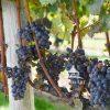 Touring on our camping trip. Drove through Kontokosta Vineyard to get this pic of Sun drenched