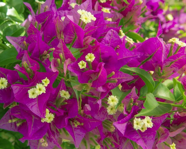 These are Bougainvillea Flowers and they were photographed in Florida.