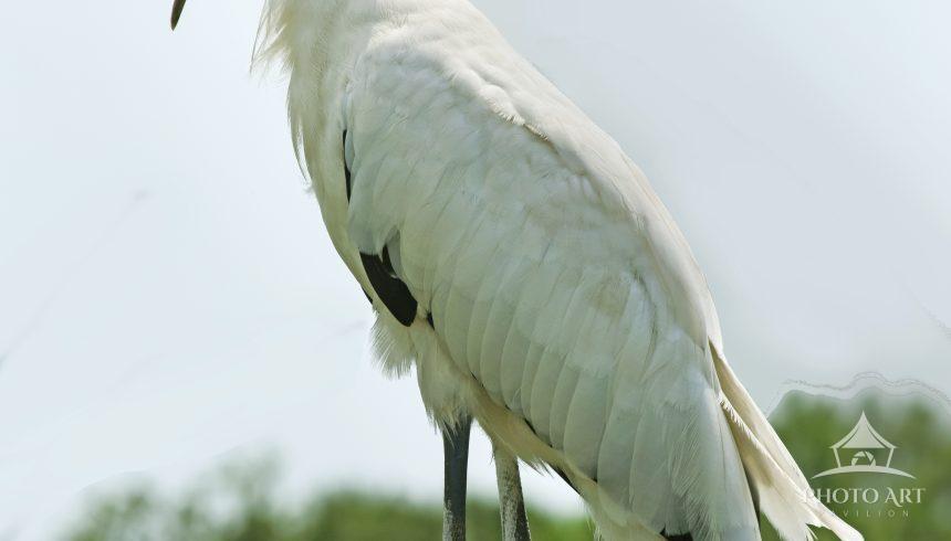 The wood stork bird is a large wading bird in the Florida wetlands.