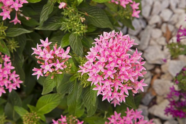 Pentas is a sun lover that grow in the most warm part of the country.