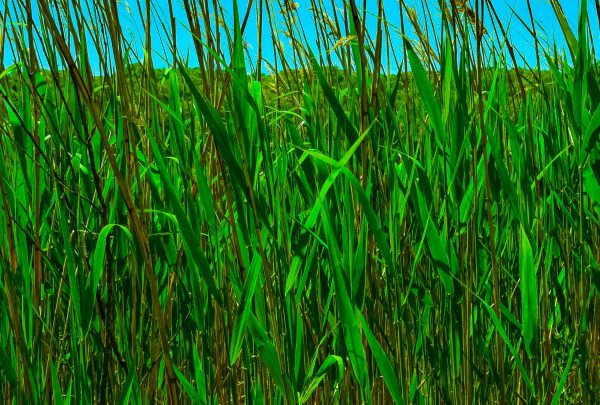 Enjoying the sites at a local park on a beautiful sunny day. Looking through the Reeds caught my