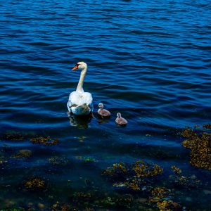 Mother Swan and babies enjoying a beautiful day in the harbor. The closer I got Mother was hissing