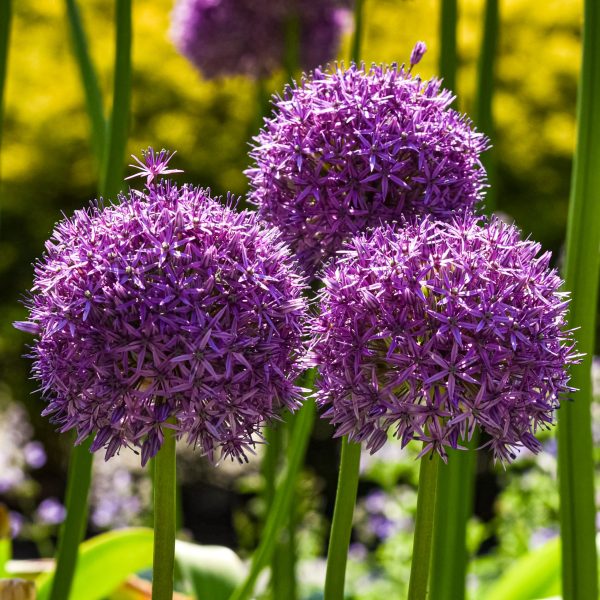 My neighbors beautiful Allium. Always trying to be courteous and not step on property. Love how