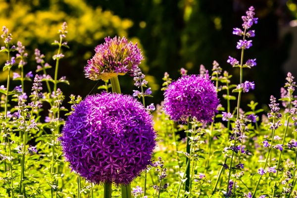 My neighbors allium, beautiful purple gazing balls with other flowers.
