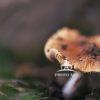 Emergence in Earthy Tones is a captivating photograph that exquisitely captures the moment a single