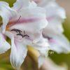 "Graceful Bloom" is a stunning close-up photograph of a white amaryllis flower, adorned with