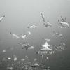 "Dance of the Depths" is a captivating black-and-white photograph that immerses viewers in an