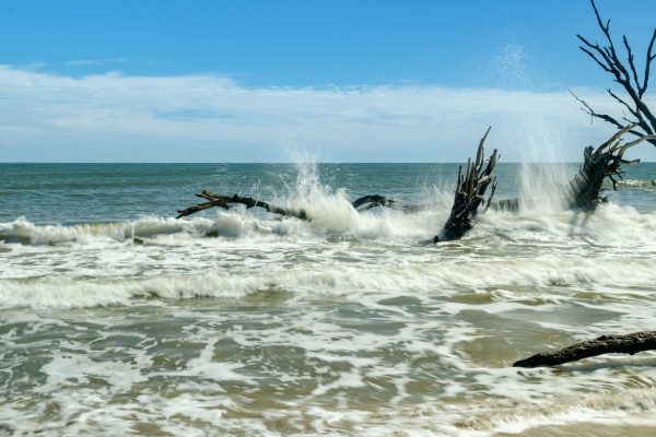 Just out to explore the Boneyard Beach. An incoming tide, waves breaking against the downed trees.