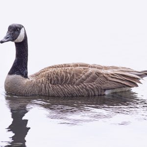 The Canadian Goose is a wild bird and is native to the arctic and temperate regions of North