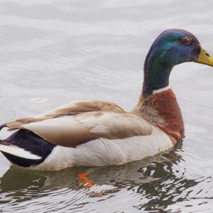 The duck was swimming In the lake in Babylon, New York.