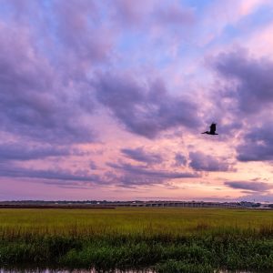 Out to capture the sunrise over the marsh, and the early rising pelican flew into my scene