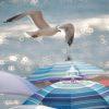 This is a photograph capturing a lively beach scene. Central to the composition is a seagull in