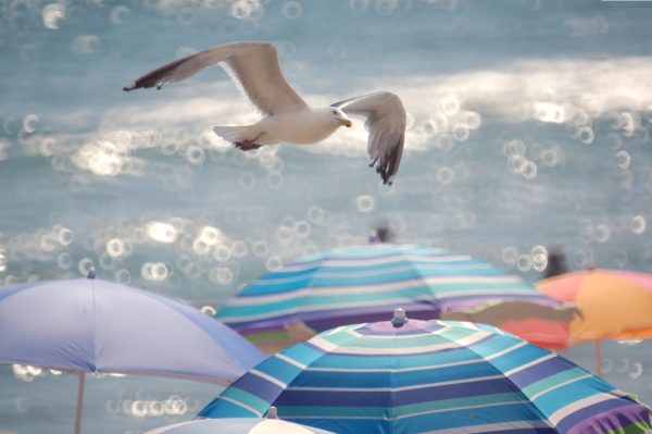 This is a photograph capturing a lively beach scene. Central to the composition is a seagull in