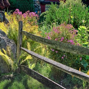 This is a serene photograph of a lush garden landscape accentuated by vibrant, colorful flora. At