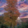A colorful apple tree stands out during the fall foliage season.